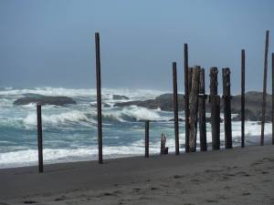 pilings at MacKerricher